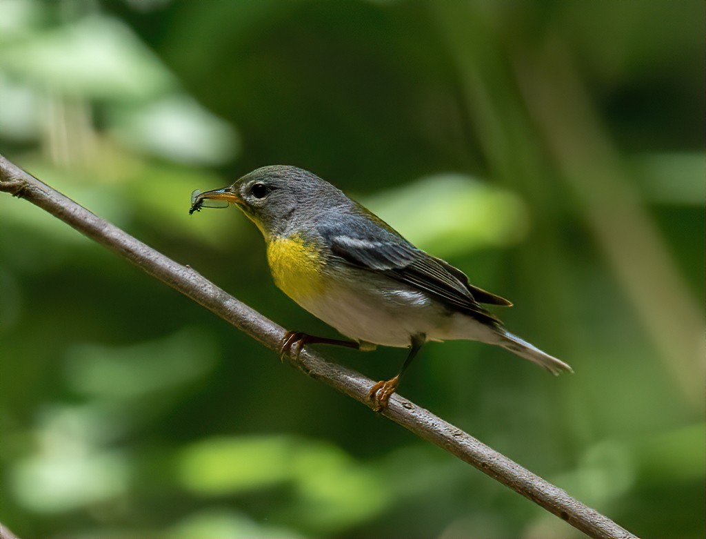 Northern Parula - Philip Mitchell