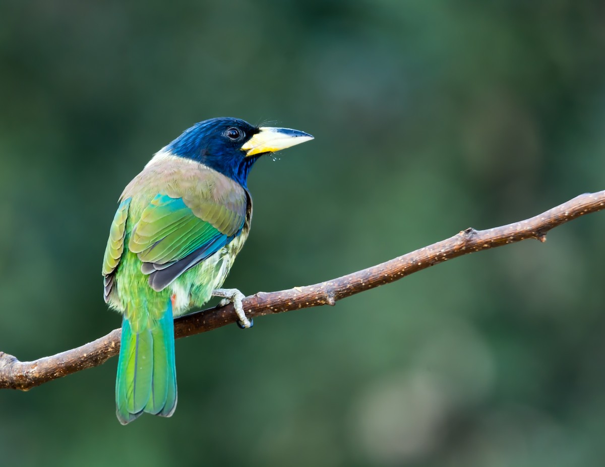 barbet velký - ML23640121