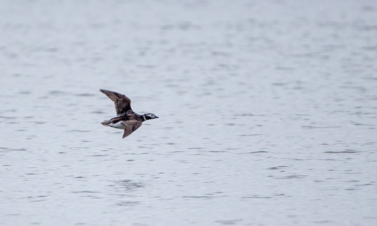 Long-tailed Duck - ML236402291