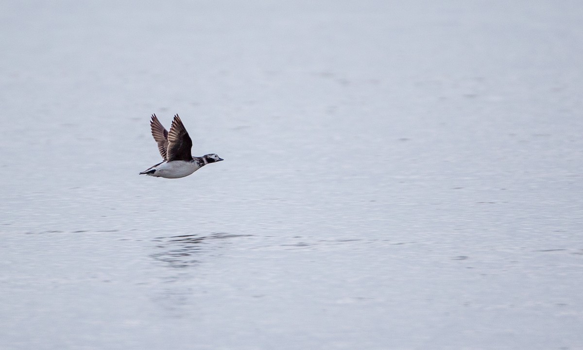 Long-tailed Duck - ML236402531