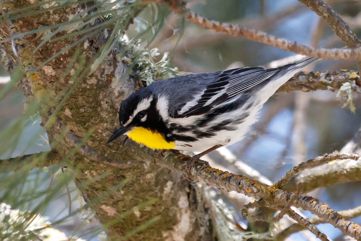 Yellow-throated Warbler - ML236402701