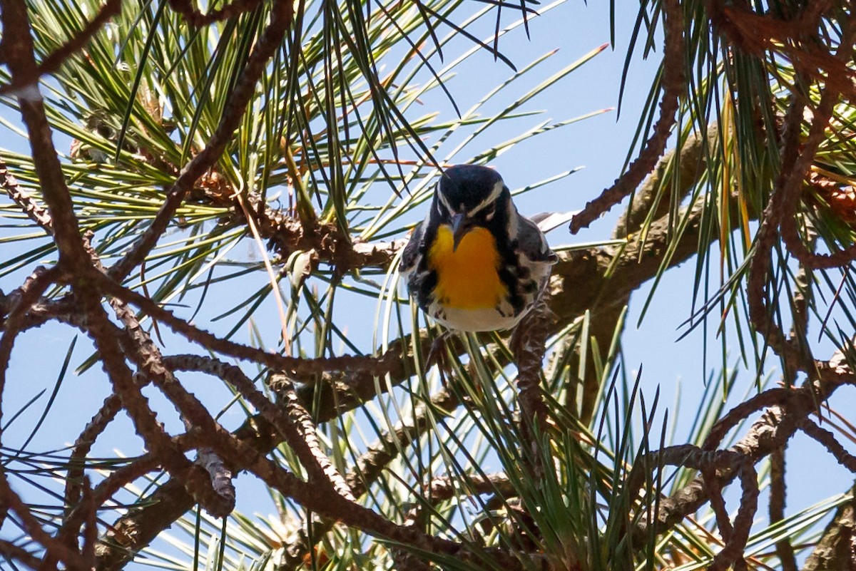 Yellow-throated Warbler - ML236403471