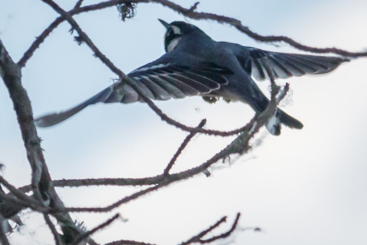 Yellow-throated Warbler - ML236403481