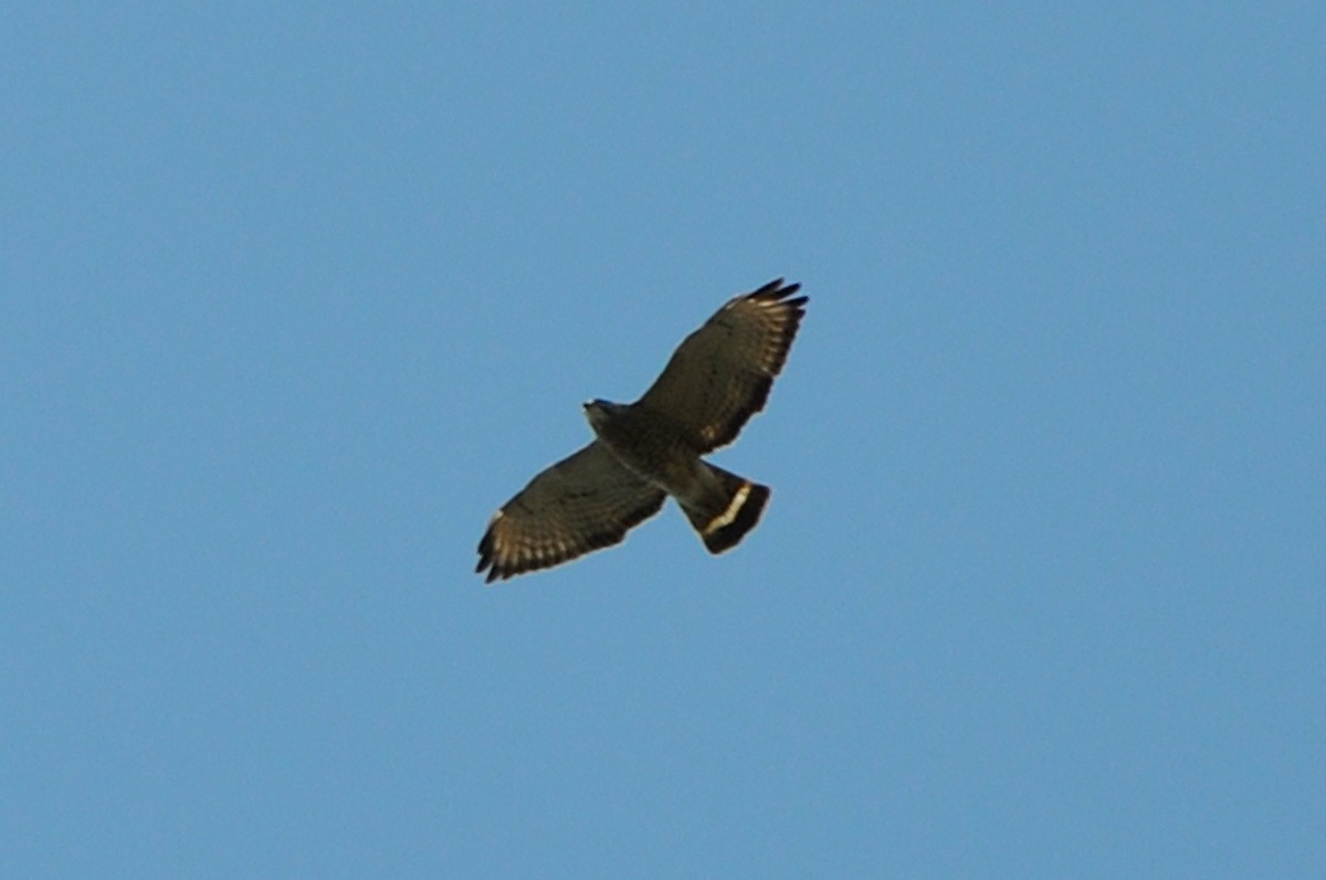 Broad-winged Hawk - ML236404091