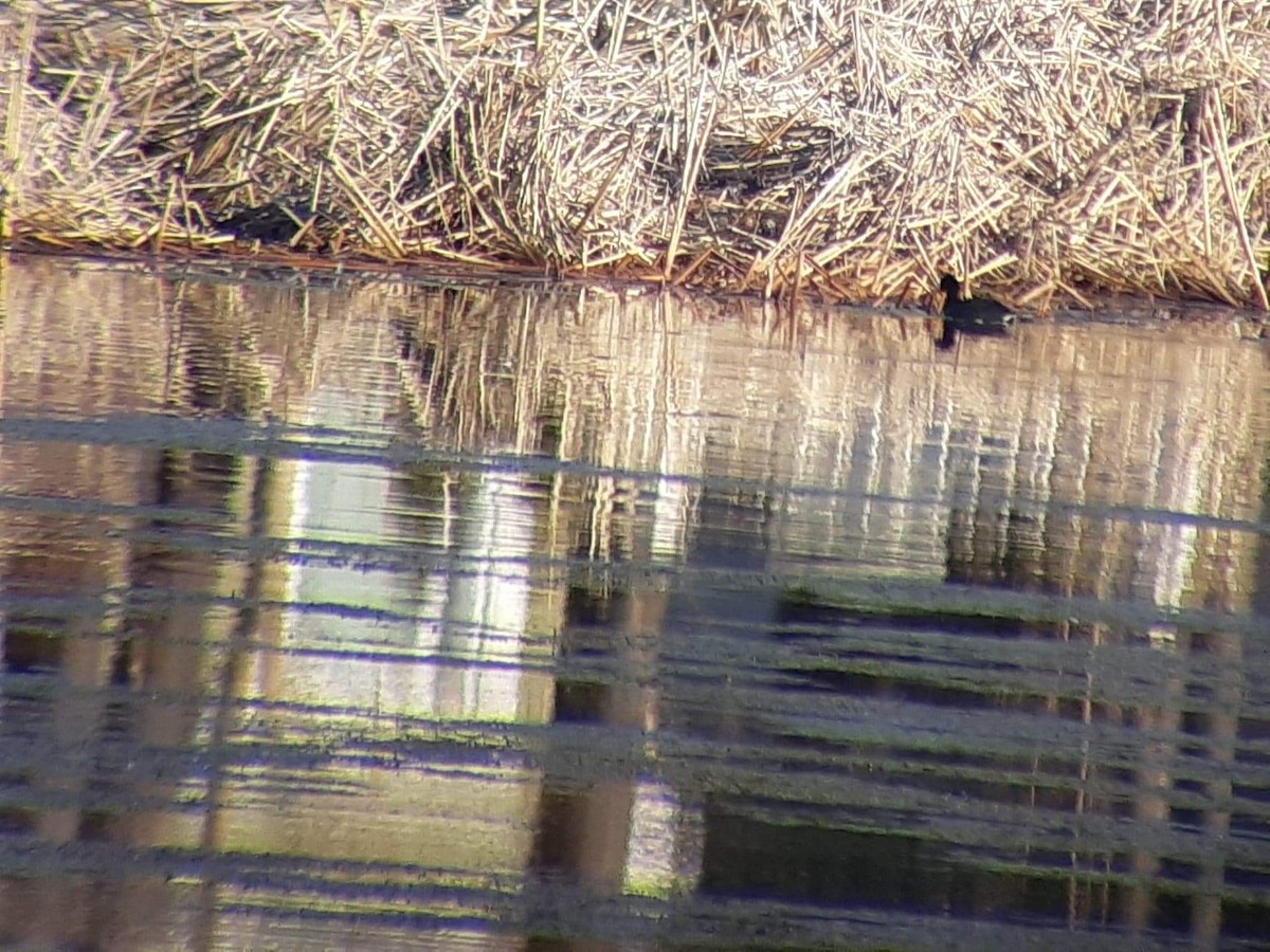 American Coot - élaine bouchard