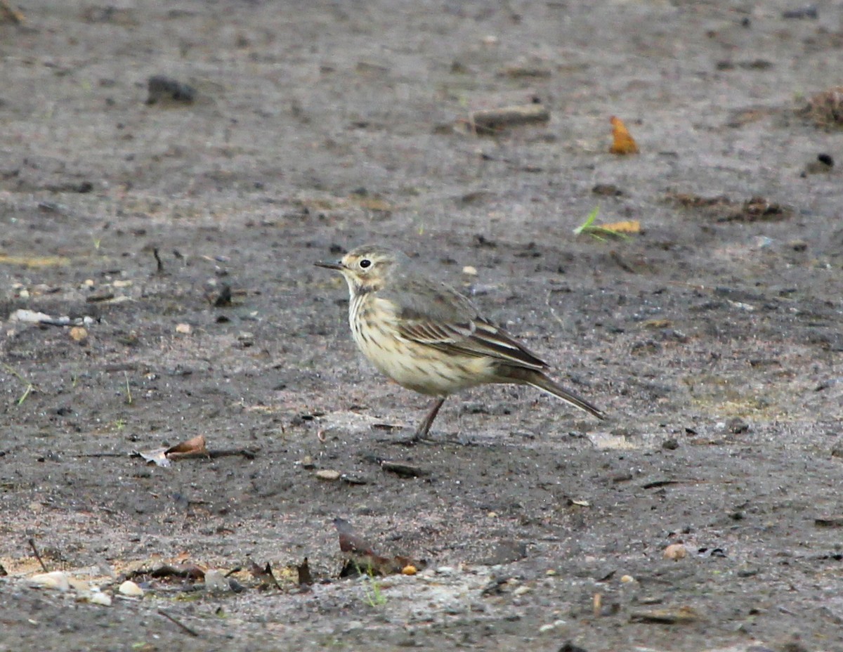 American Pipit - ML236405501