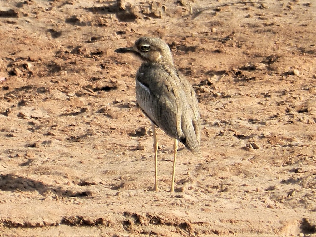 Water Thick-knee - ML236405821