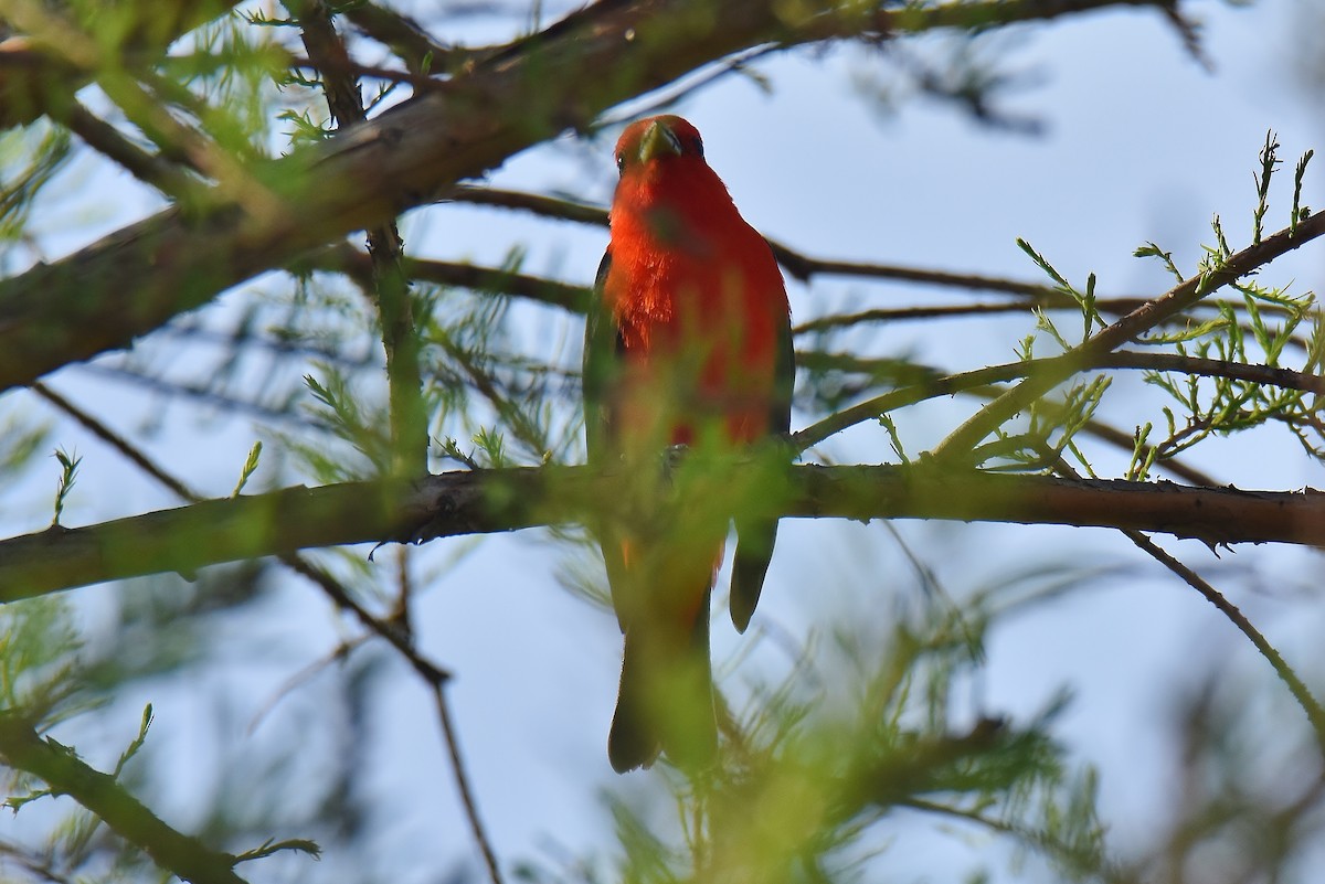 Scarlet Tanager - ML236408141