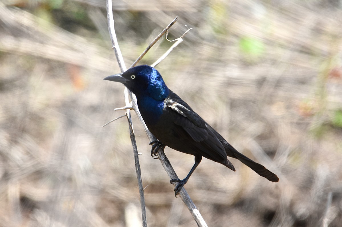 Common Grackle - ML236408151