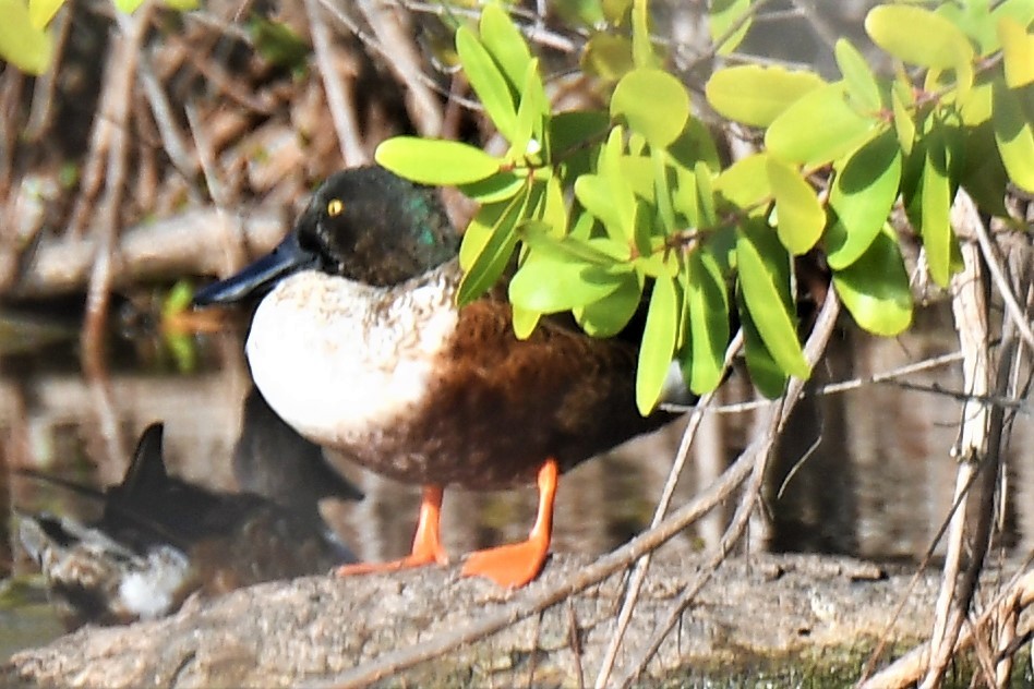 Northern Shoveler - ML236410601