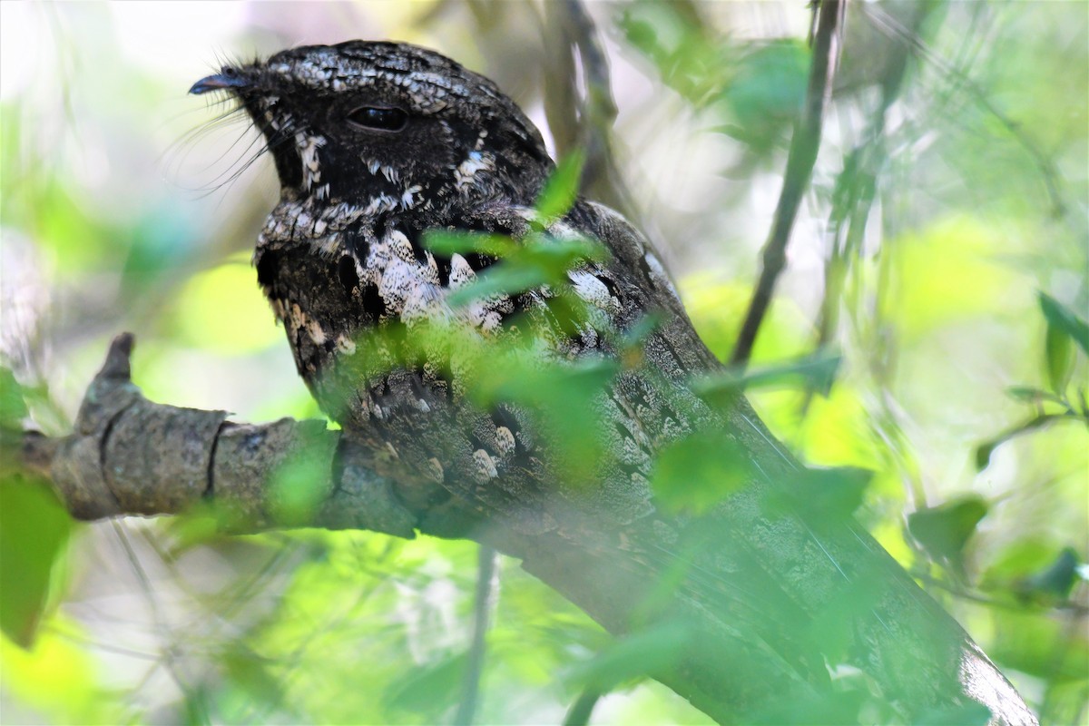 Cuban Nightjar - ML236410761