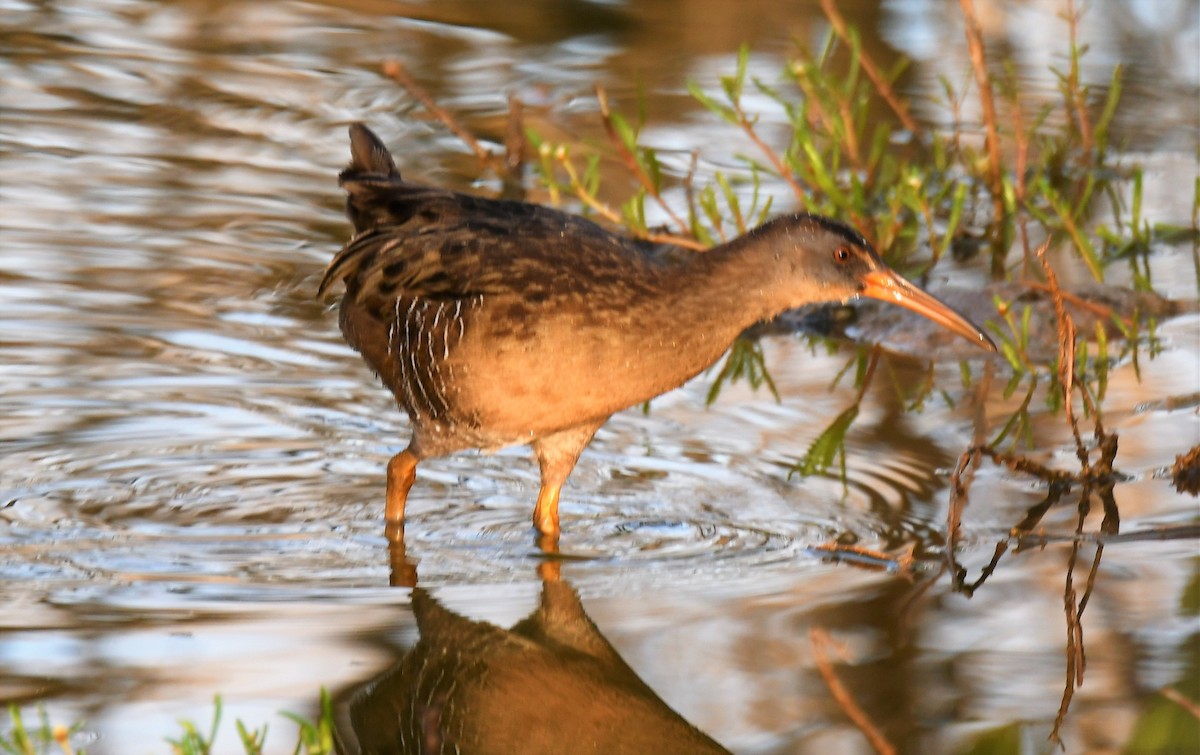 Clapper Rail - ML236410771