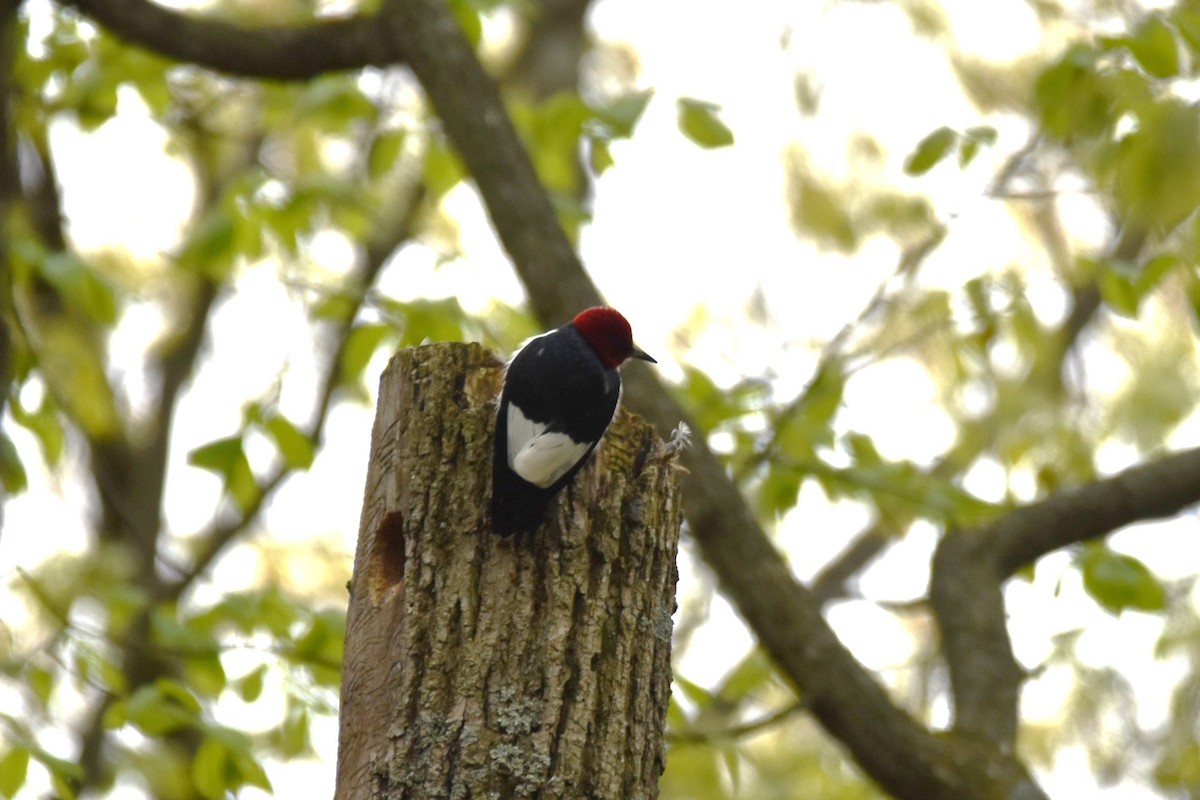 Red-headed Woodpecker - ML236410851