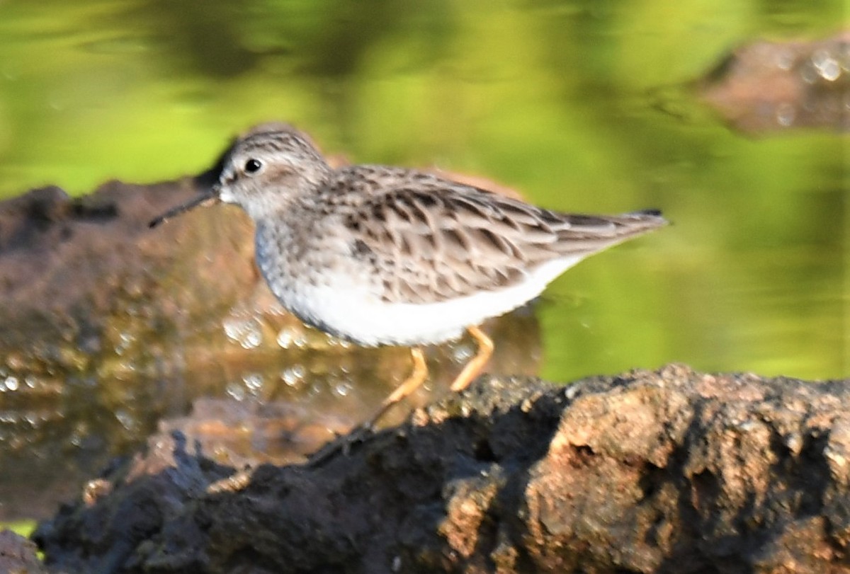 Least Sandpiper - ML236410911