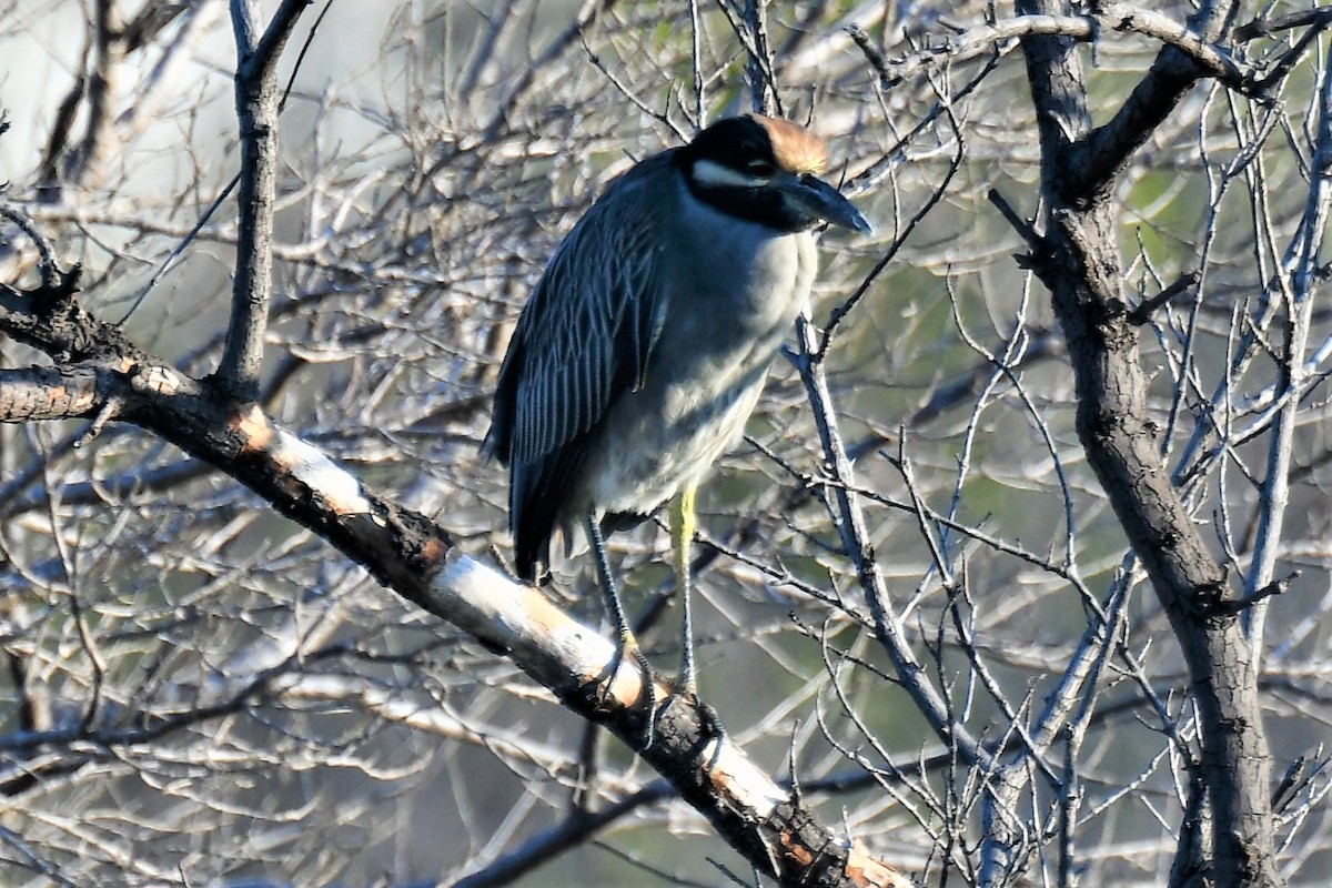 Yellow-crowned Night Heron - ML236411251