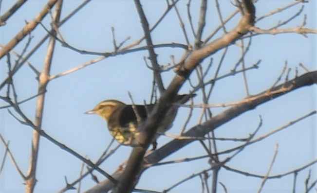 Northern Waterthrush - ML236411481