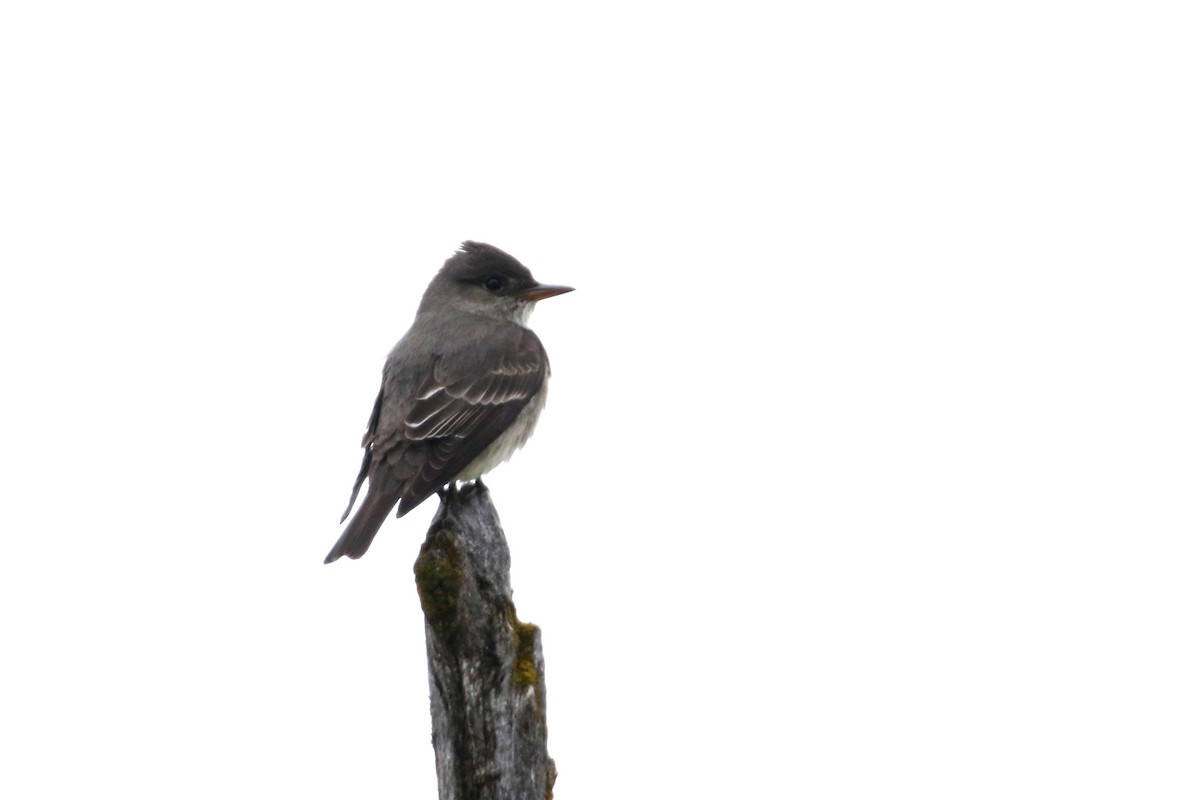 Olive-sided Flycatcher - ML236412091