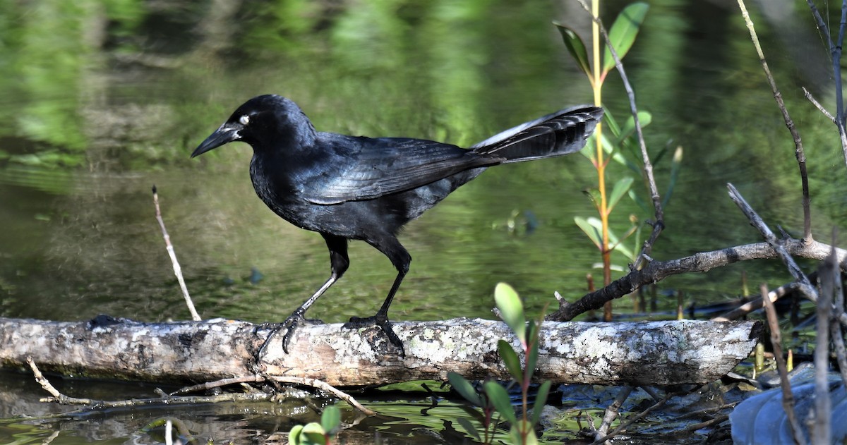 Greater Antillean Grackle - ML236412101