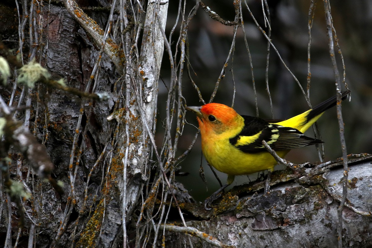 Western Tanager - ML236412371