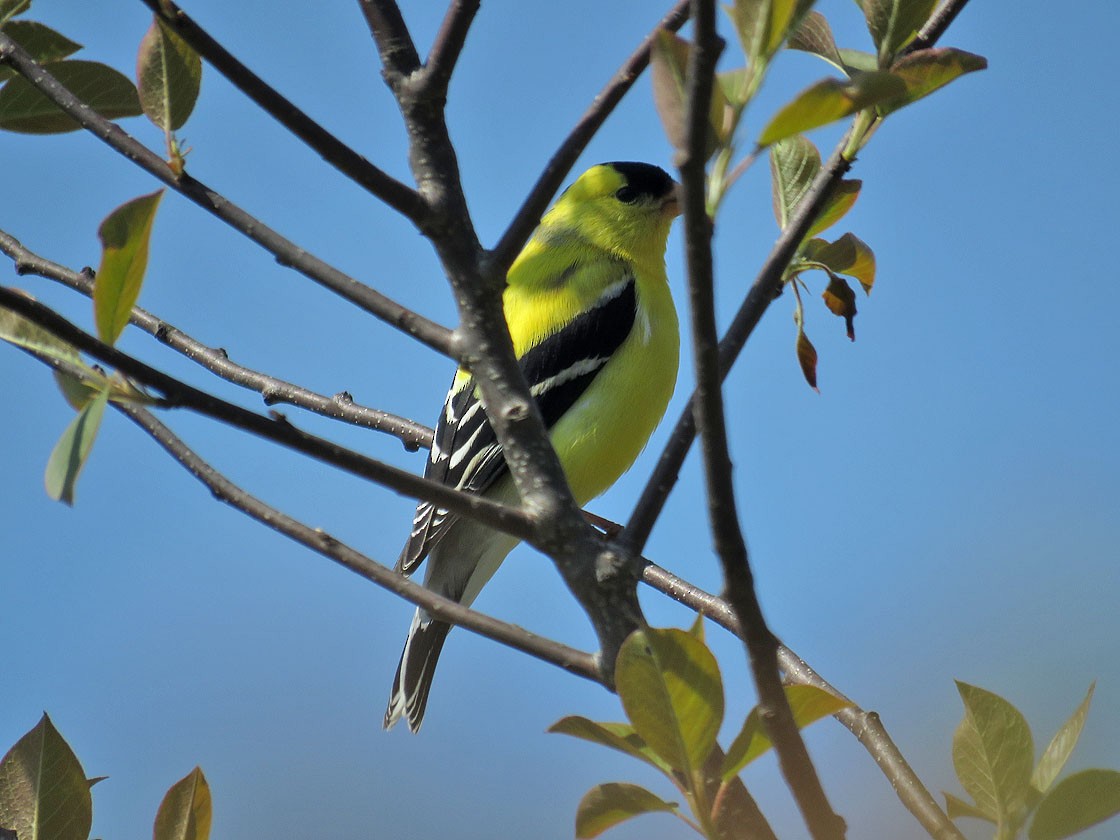 American Goldfinch - ML236414141