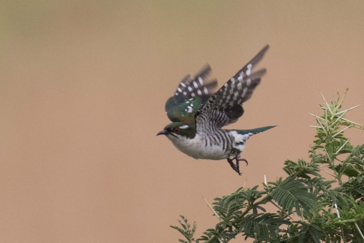 Dideric Cuckoo - Jodi Webber