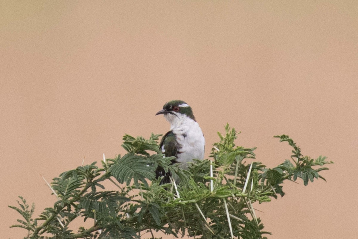 Dideric Cuckoo - ML236414871