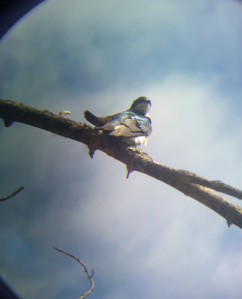 Tree Swallow - ML236415801