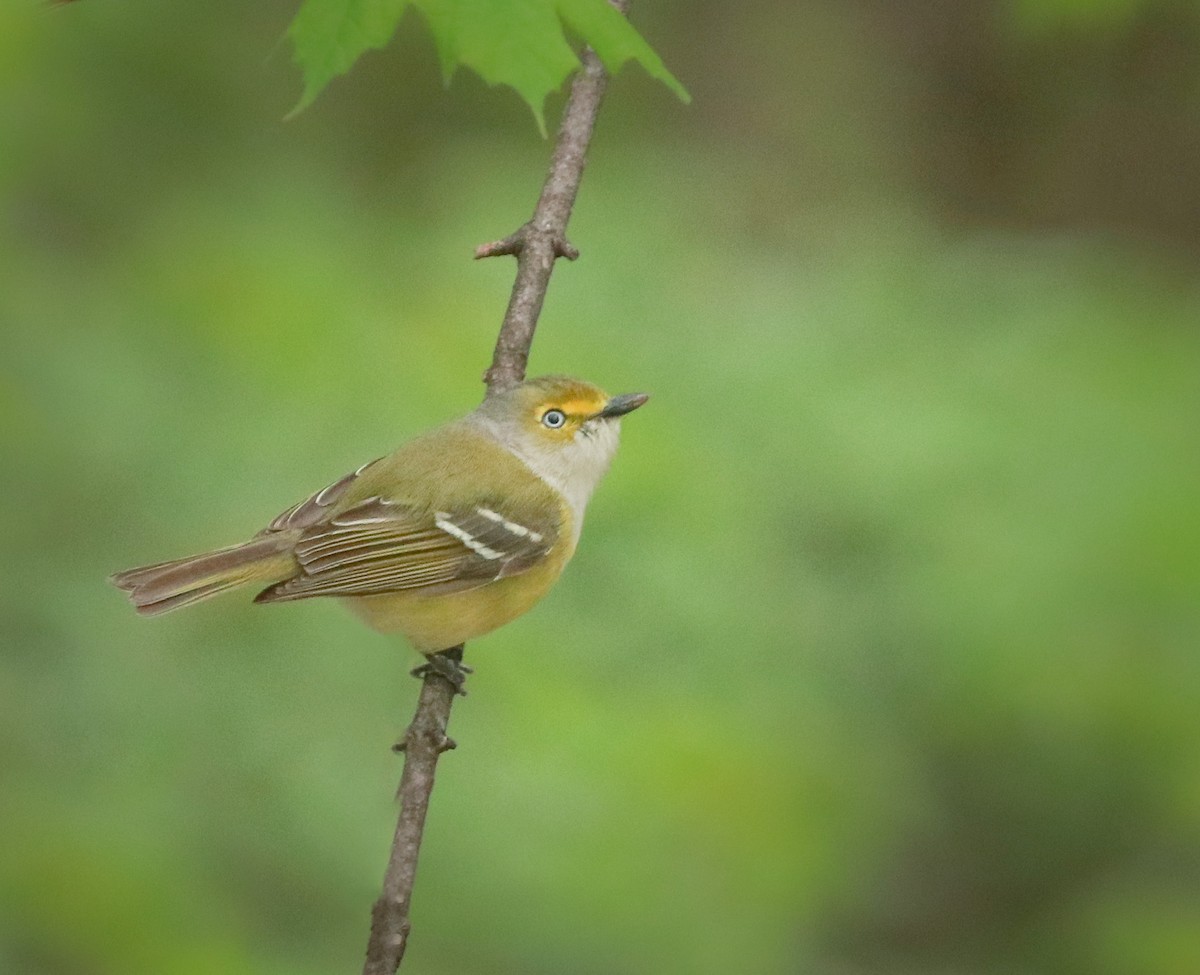 White-eyed Vireo - Zebedee Muller