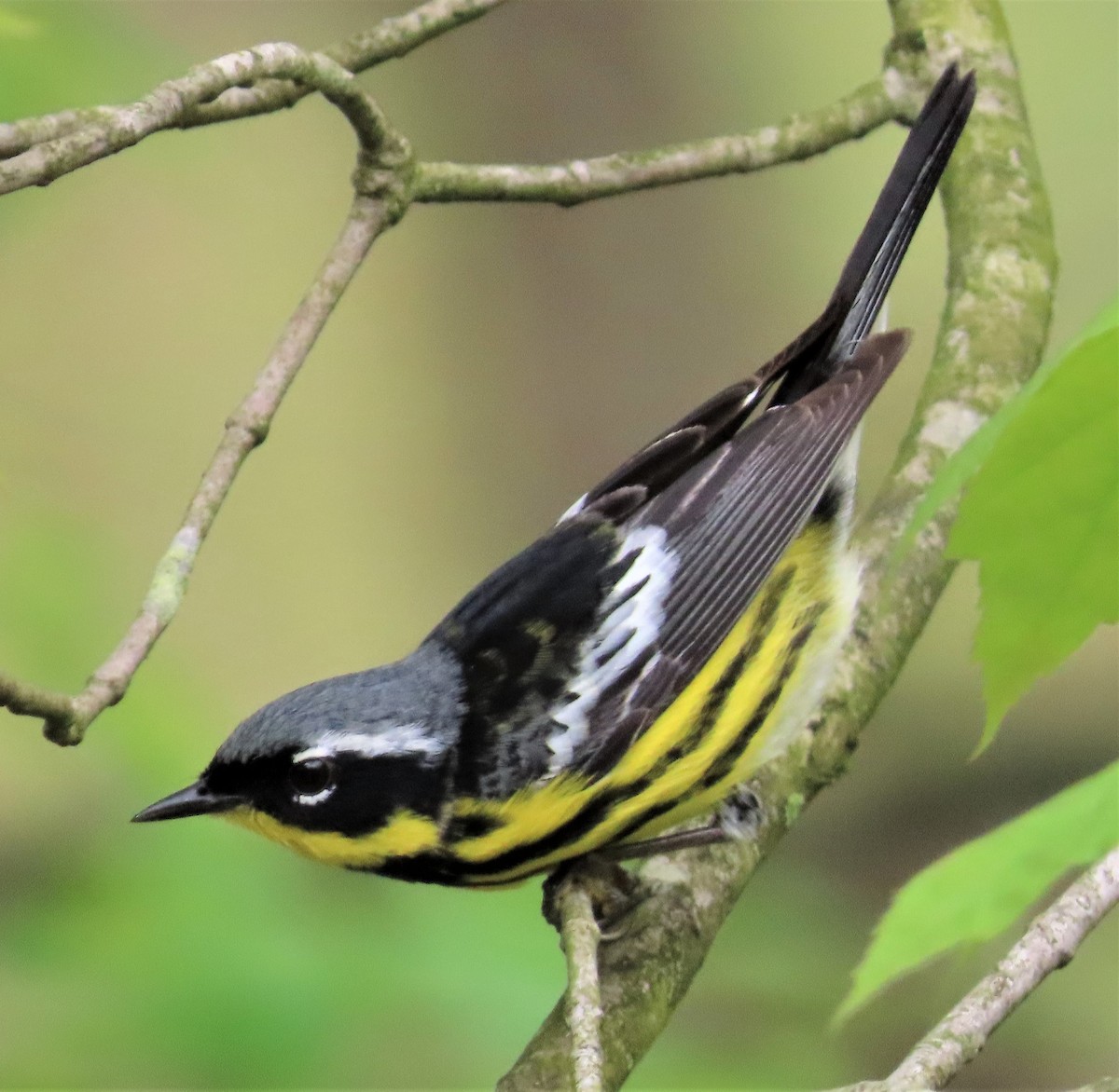 Magnolia Warbler - ML236416521