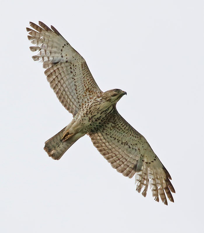 Broad-winged Hawk - Jay Gilliam