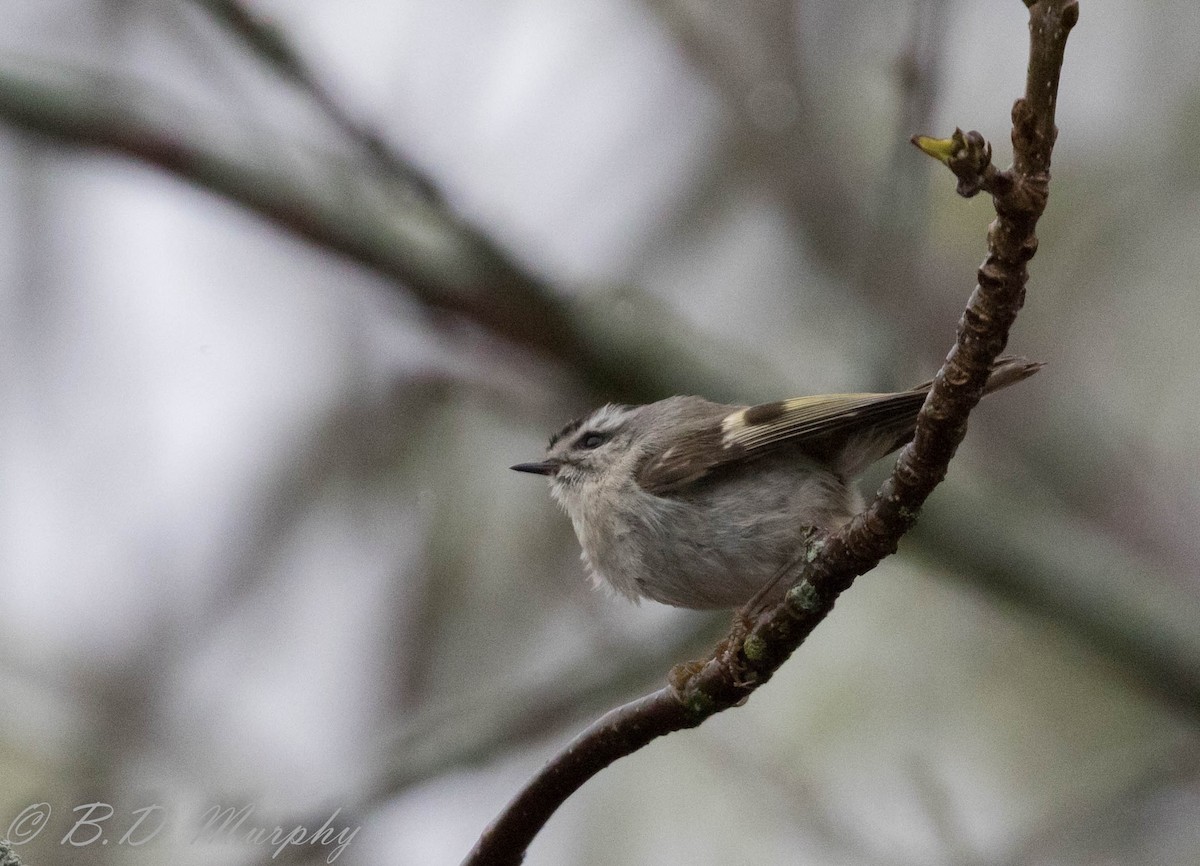 Golden-crowned Kinglet - ML236417421