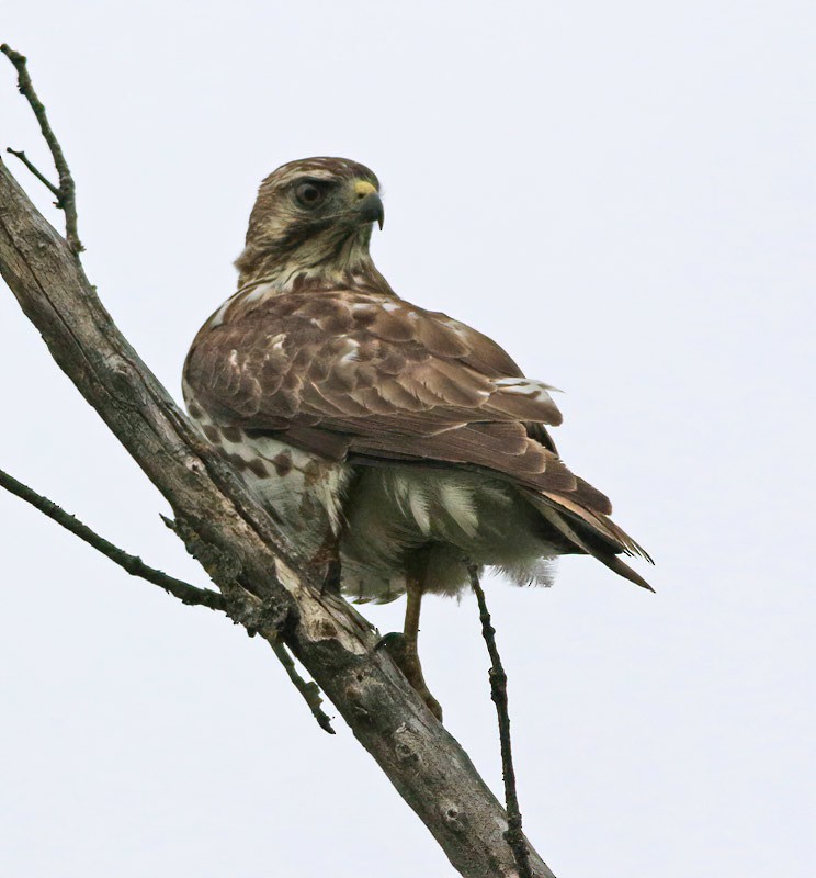 Broad-winged Hawk - Jay Gilliam