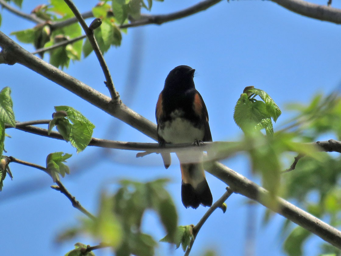 American Redstart - Thomas Schultz