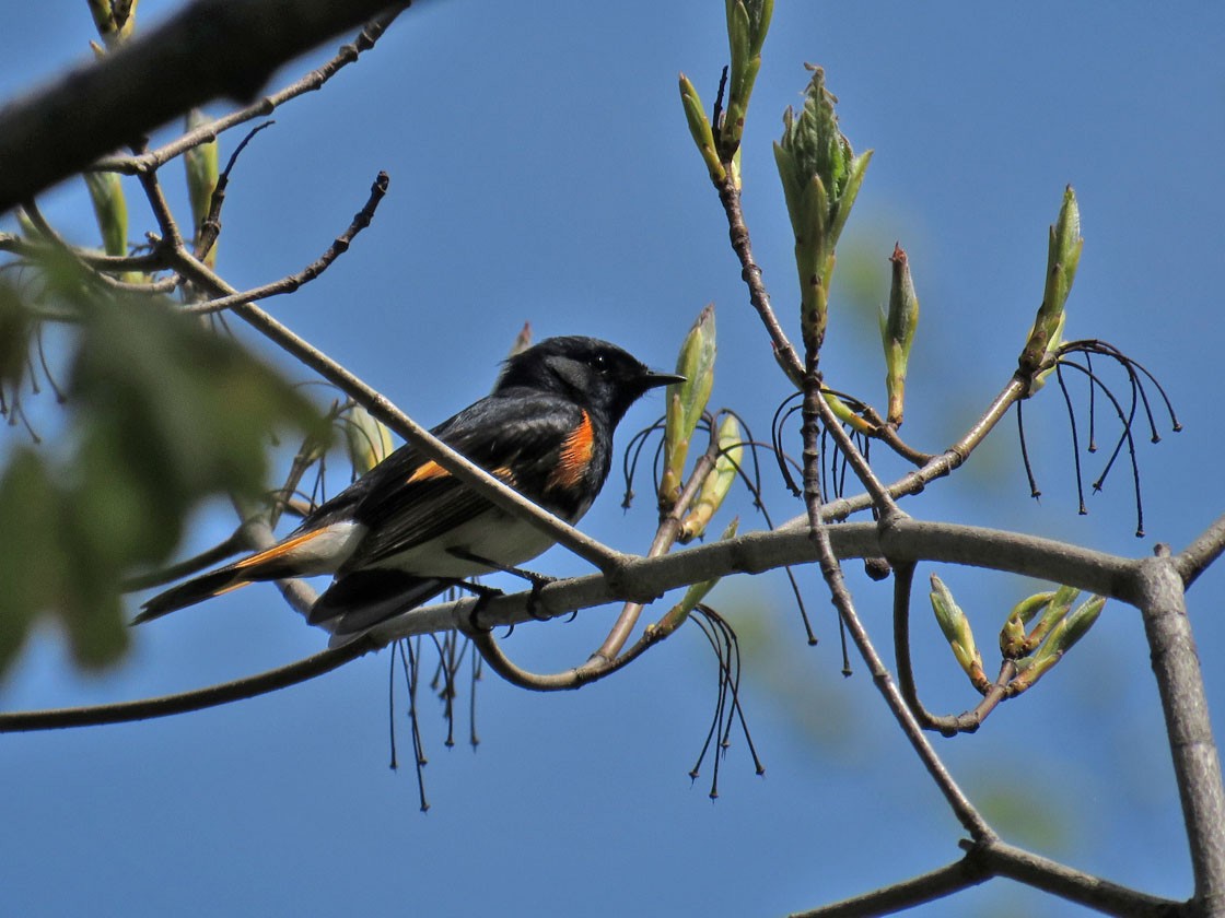 American Redstart - ML236418321