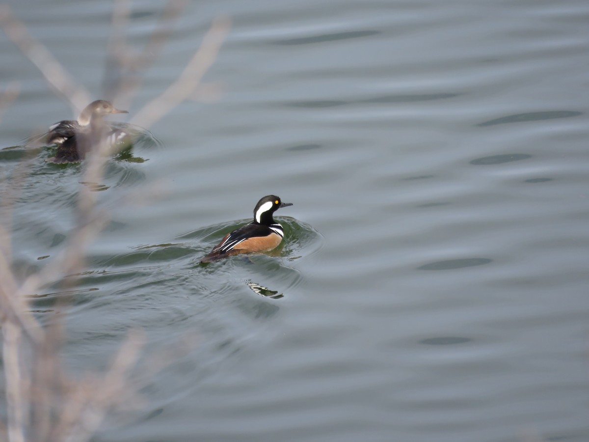 Hooded Merganser - ML23641851