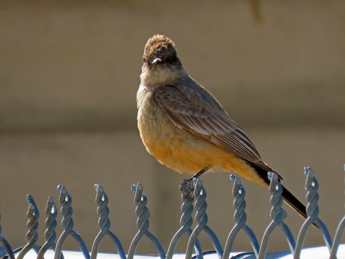 Say's Phoebe - ML236419411