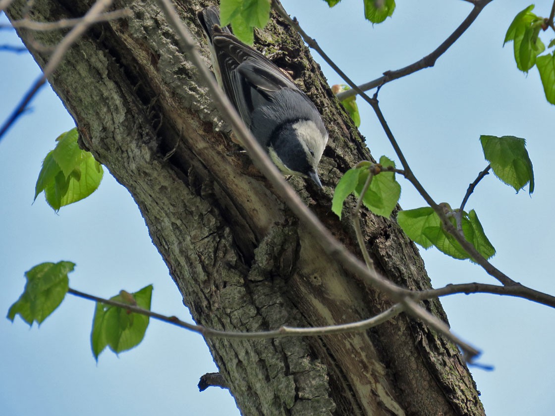 White-breasted Nuthatch - ML236419521