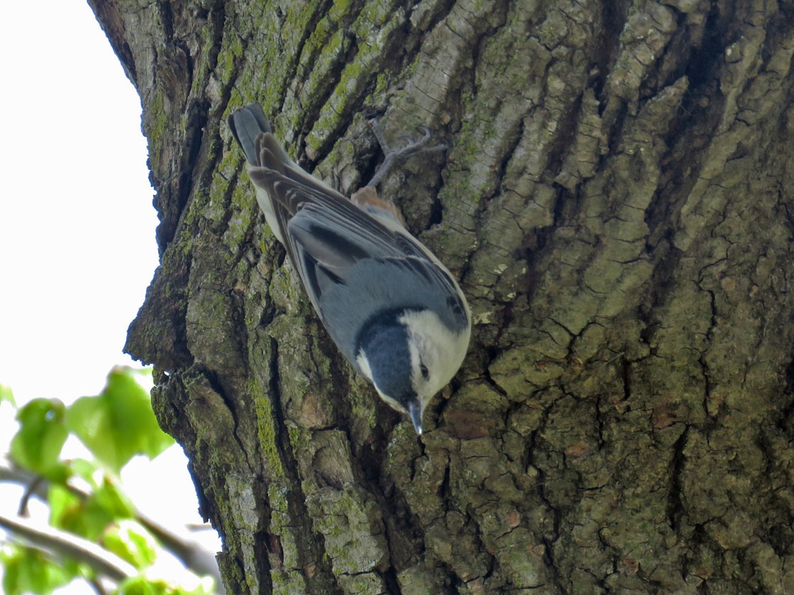 White-breasted Nuthatch - ML236419541