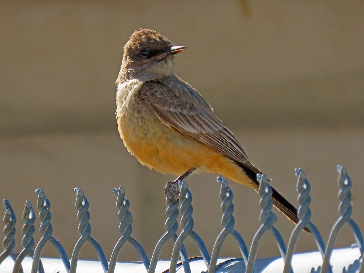 Say's Phoebe - ML236419721