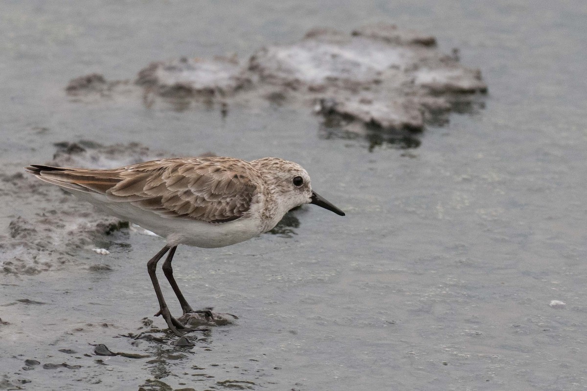 Little Stint - ML236420041