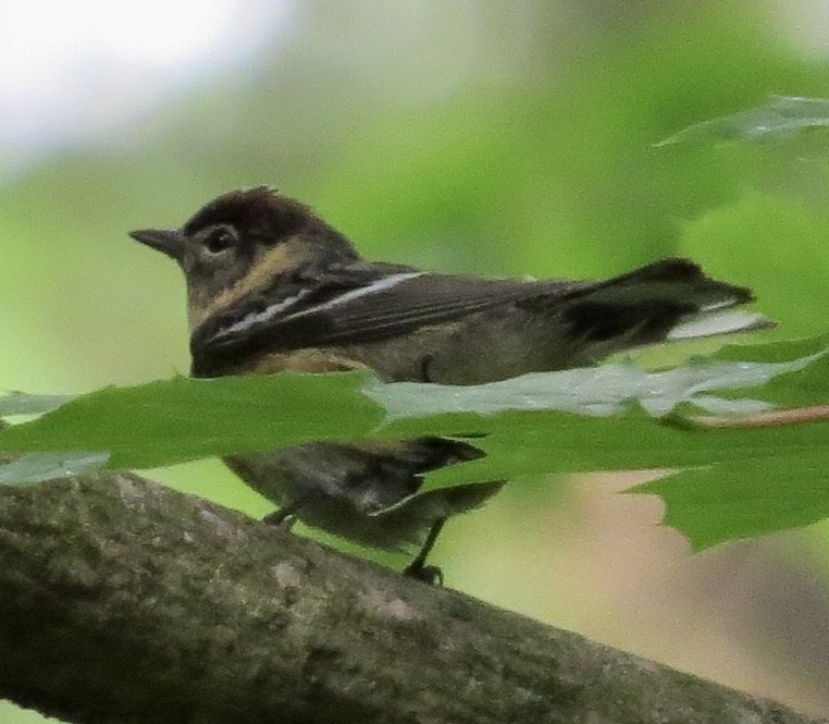 Bay-breasted Warbler - ML236420121