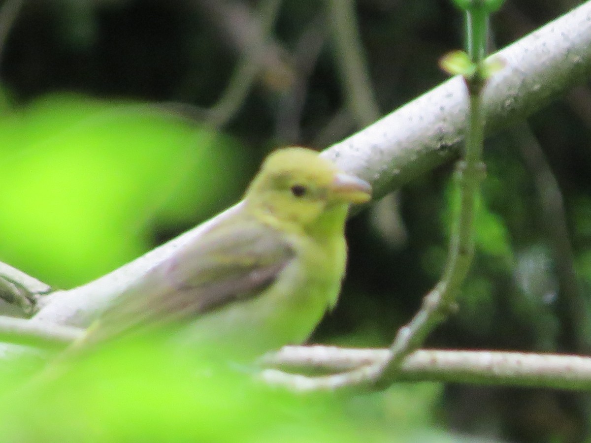 Scarlet Tanager - Barb Matthews