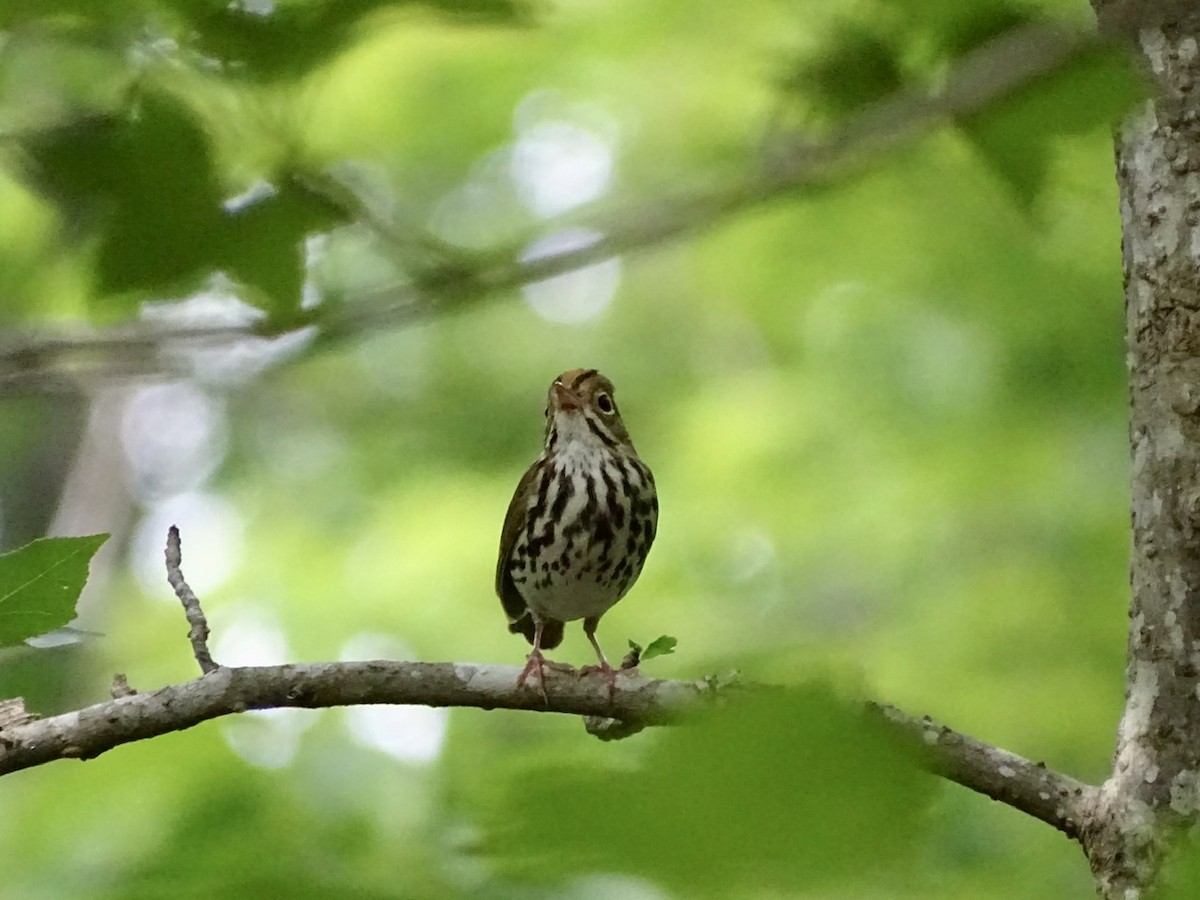 Ovenbird - ML236420391