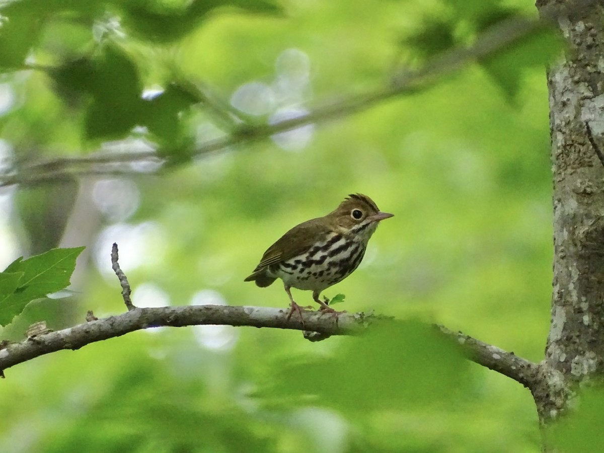 Ovenbird - ML236420491