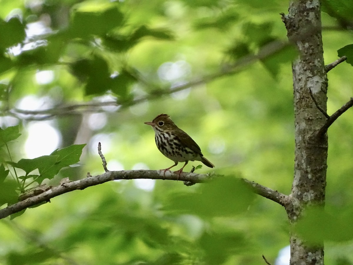 Ovenbird - ML236420501