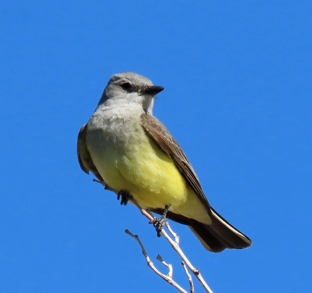 Western Kingbird - ML236420621