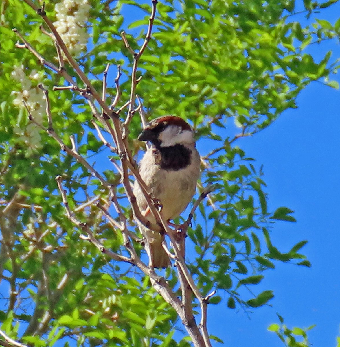 House Sparrow - ML236421471
