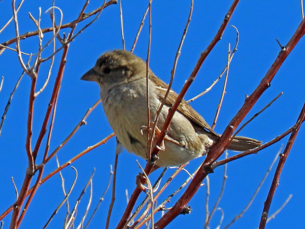 House Sparrow - ML236421871