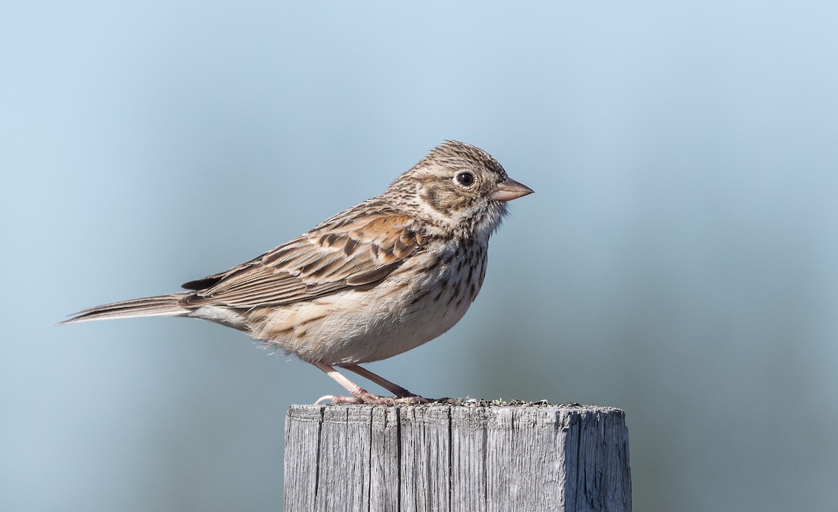 Vesper Sparrow - ML236422221