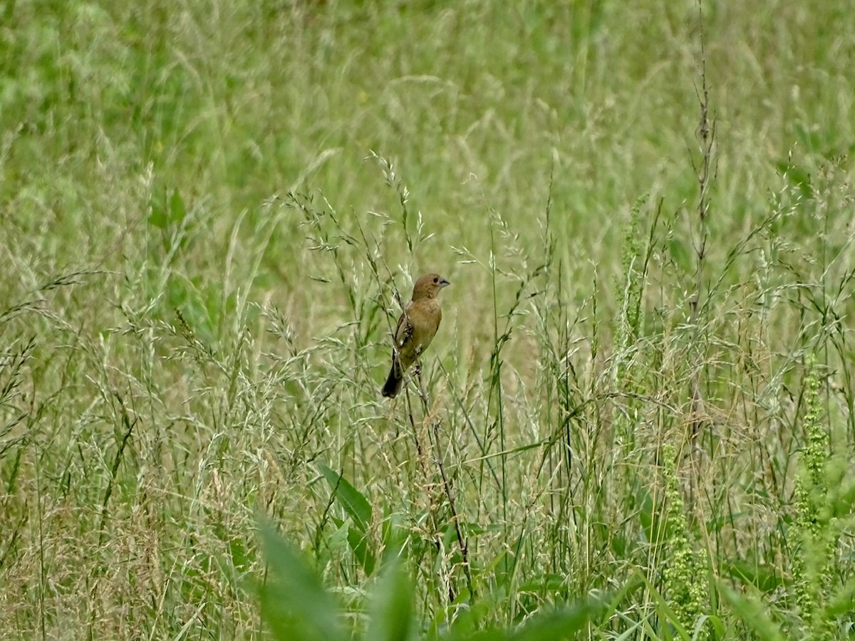 Blue Grosbeak - ML236422411